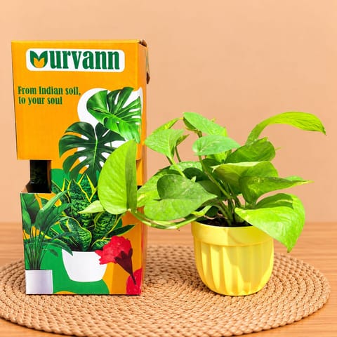 Money Plant Green In 4 Inch Yellow Italica Plastic Pot - In Premium Gifting Box