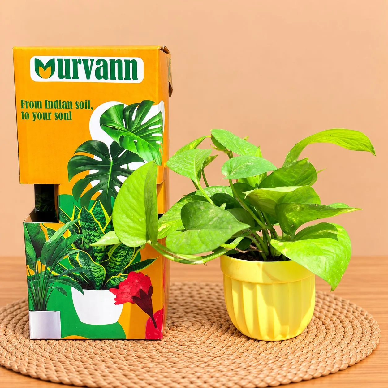 Money Plant Green In 4 Inch Yellow Italica Plastic Pot - In Premium Gifting Box