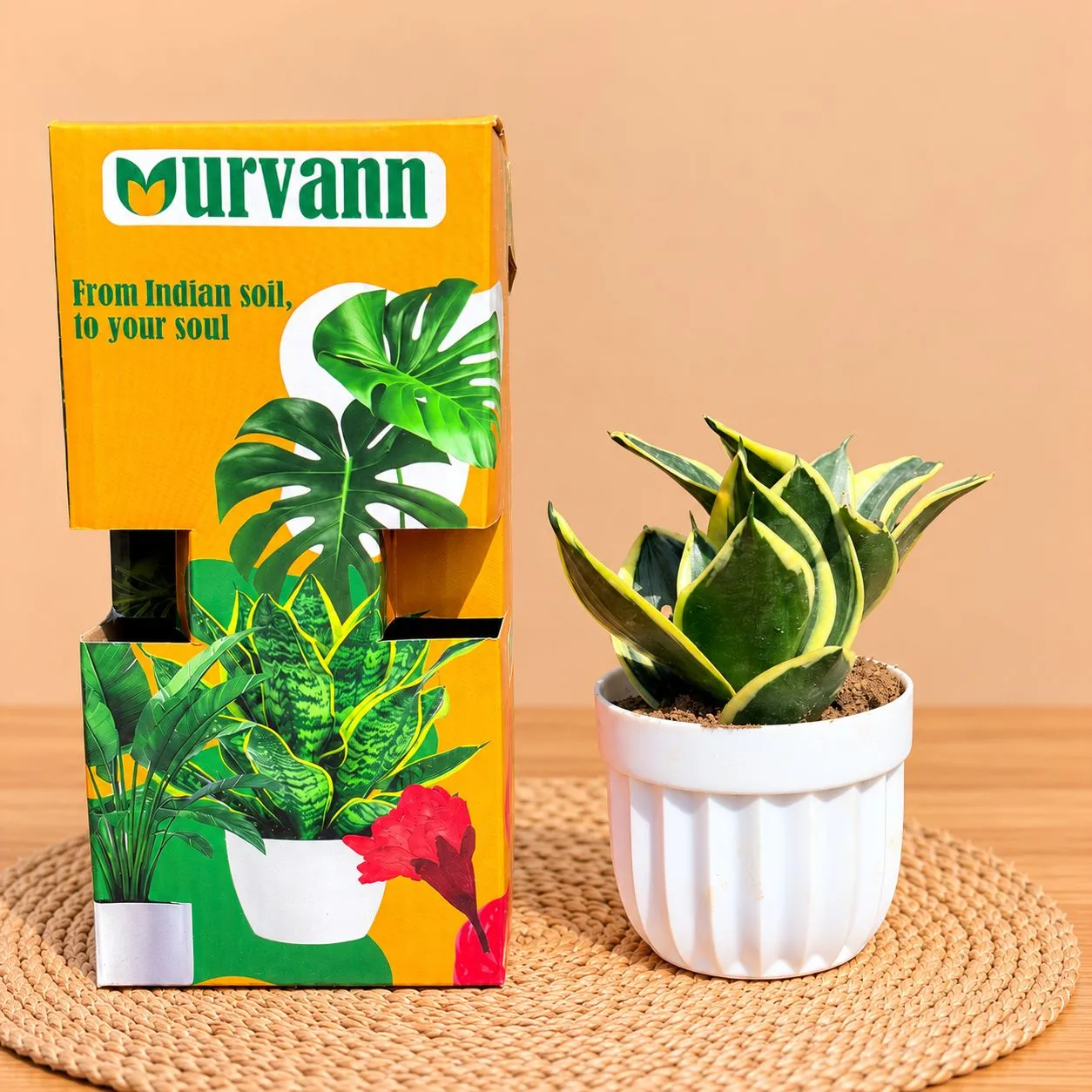 Snake Yellow Dwarf In 4 Inch White Italica Plastic Pot - In Premium Gifting Box