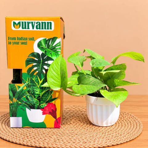 Money Plant Green In 4 Inch White Italica Plastic Pot - In Premium Gifting Box