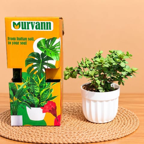 Jade In 4 Inch White Italica Plastic Pot - In Premium Gifting Box