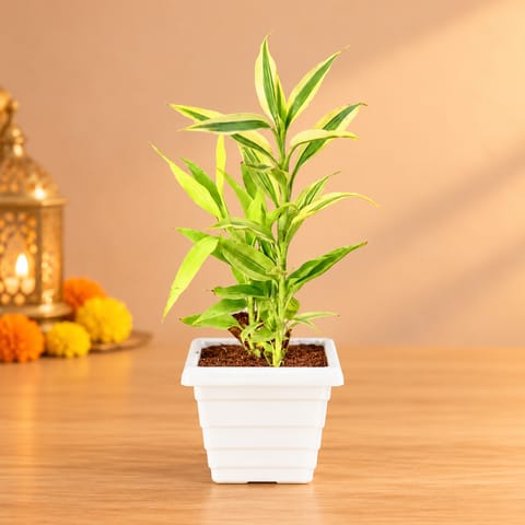 Song of India in 4 Inch White Marble Premium Orchid Square Plastic Pot