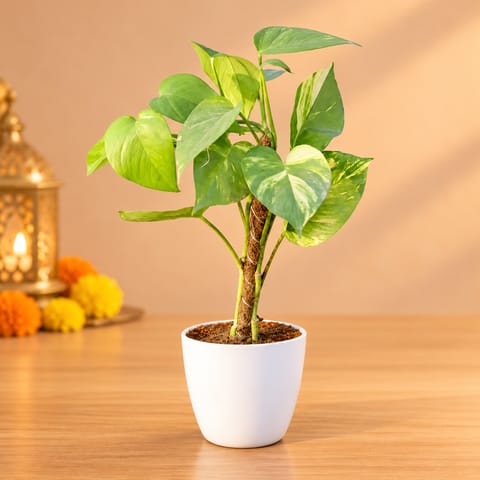Money Plant With Moss Stick in 6 Inch White Premium Orchid Round Plastic Pot