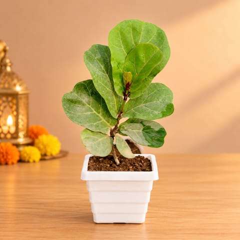 Fiddle Leaf Fig / Ficus Lyrata in 4 Inch White Marble Premium Orchid Square Plastic Pot