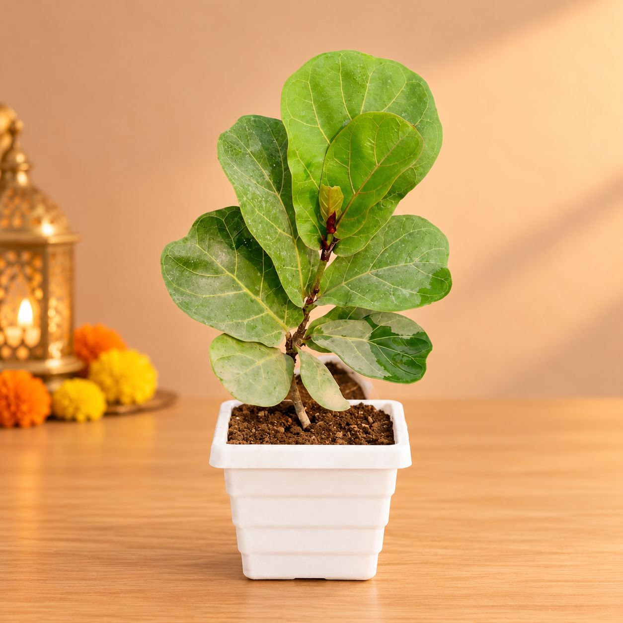 Fiddle Leaf Fig / Ficus Lyrata in 4 Inch White Marble Premium Orchid Square Plastic Pot