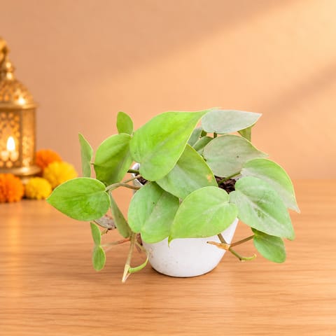 Oxycardium Green in 4 Inch White Premium Orchid Round Plastic Pot