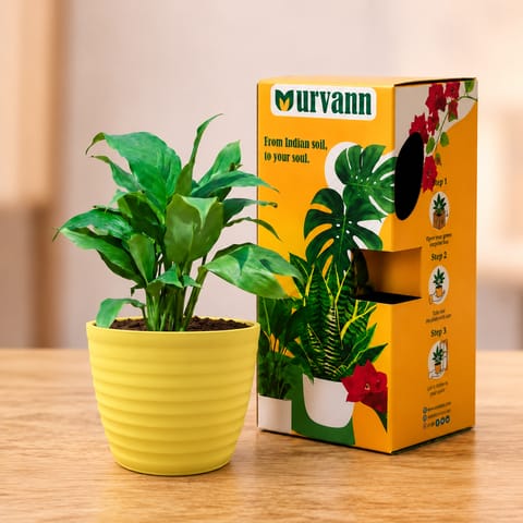 Peace Lily in 5 Inch Bloom Yellow Avora Premium Plastic Planter - in Premium Gifting Box