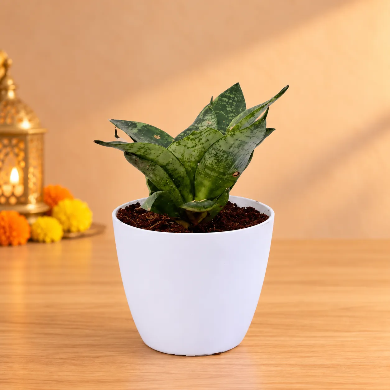 Snake Green in 4 Inch White Premium Orchid Round Plastic Pot