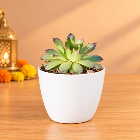 Laxmi Kamal Succulent in 4 Inch White Premium Orchid Round Plastic Pot
