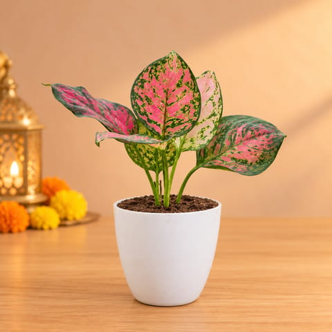 Aglaonema Pink in 4 Inch White Premium Orchid Round Plastic Pot