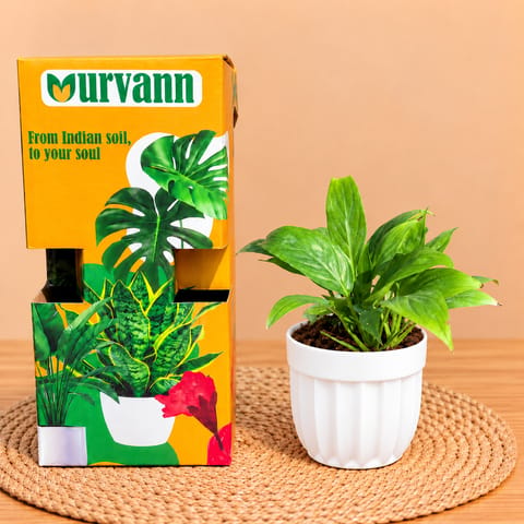 Peace Lily In 4 Inch White Italica Plastic Pot - In Premium Gifting Box