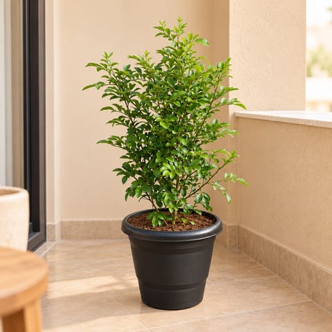 Madhu Kamini White / Murraya (~1.5 ft) in 8 Inch Black Classy Plastic Pot