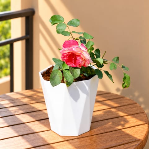 English Rose / Gulab (any colour) Pune in 6 inch White Premium Diamanti Plastic Pot