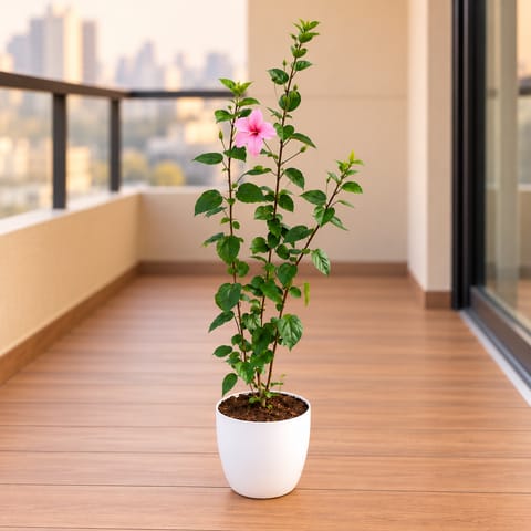 Hibiscus / Gudhal Pink in 8 Inch White Premium Orchid Round Plastic Pot
