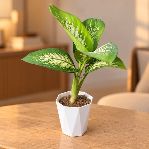 Large Dieffenbachia Seguine in 6 Inch Marble White Diamanti Plastic Pot
