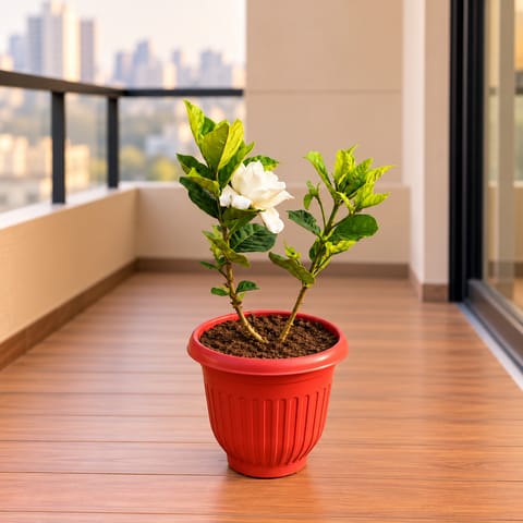 Gardenia / Gandhraaj in 8 Inch Terracotta Red Olive Plastic Pot