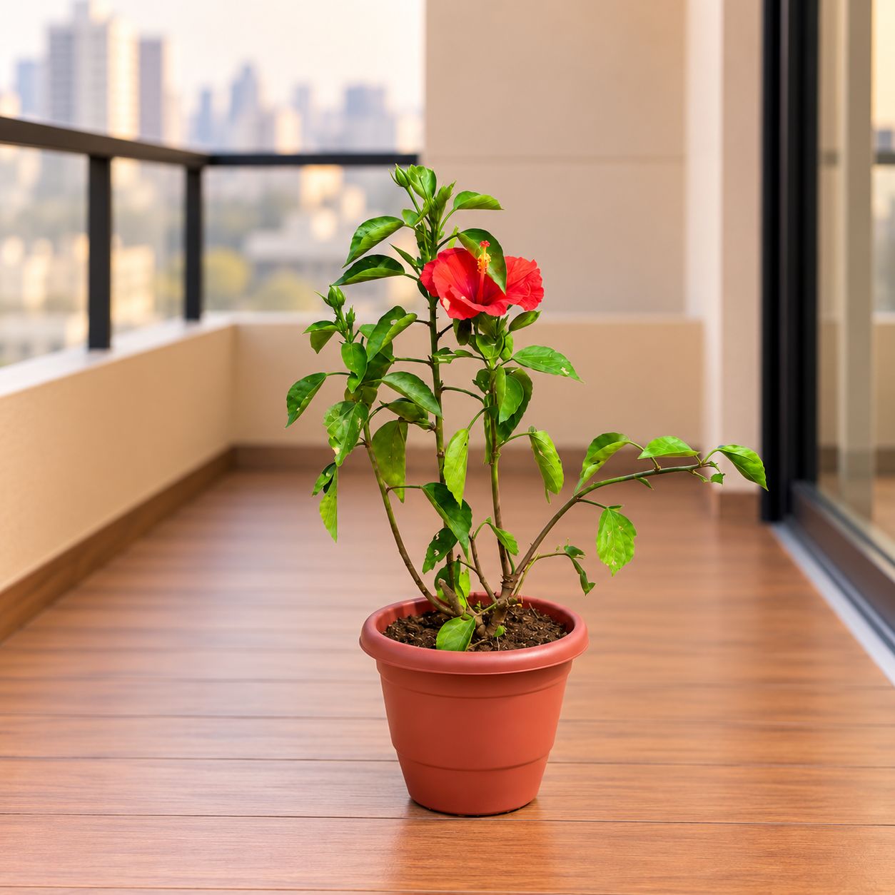 Hibiscus (any color) in 8 Inch Terracotta Red Classy Plastic Pot