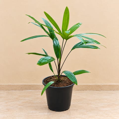 Raphis Palm in 6 inch Nursery Pot