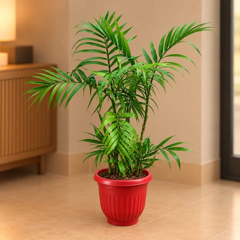 Cane Palm (~2-2.5 Ft) in 8 Inch Terracotta Red Olive Plastic Pot