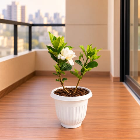 Gardenia / Gandhraaj (Any Colour) in 8 Inch White Olive Plastic Pot