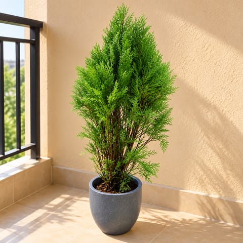 Morpankhi in 12 X 12 Inch Grey Premium Orbis Fiberglass Planter
