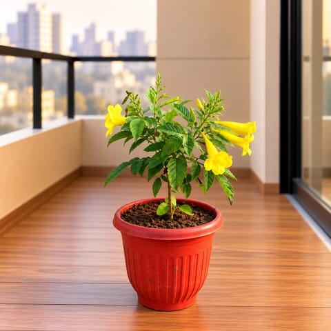 Tecoma Yellow in 8 Inch Terracotta Red Olive Plastic Pot
