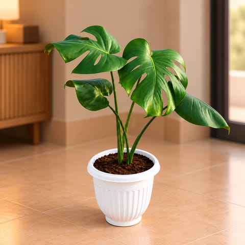 Monstera Deliciosa in 8 Inch White Olive Plastic Pot