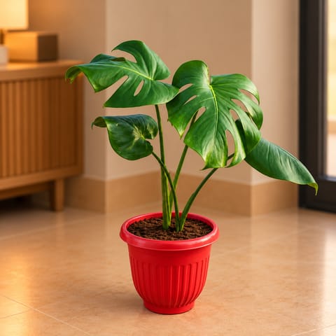 Monstera Deliciosa in 8 Inch Terracotta Red Olive Plastic Pot