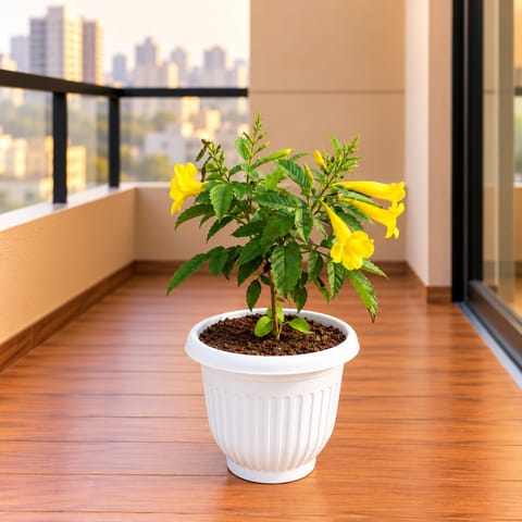 Tecoma Yellow in 8 Inch White Olive Plastic Pot
