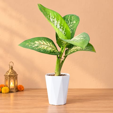 Dieffenbachia Seguine in 6 Inch Marble White Diamanti Plastic Pot