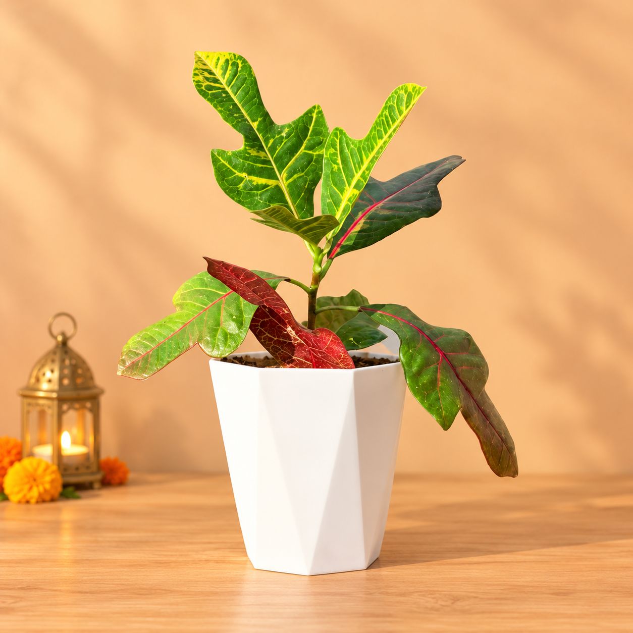 Croton Oakleaf in 6 Inch Marble White Premium Diamanti Plastic Pot