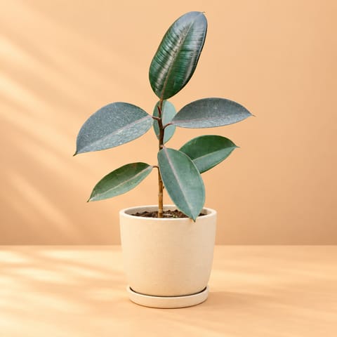 Rubber Black (~ 1.5 Ft) in 08 X 08 Inch Sandstone Premium Convessa Fiberglass Planter - Durable Large Size Decoratiive Fiber Pot For Indoor Outdoor Plants With 5 Year Warranty