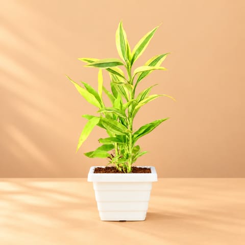 Golden Lucky Bamboo in 4 Inch White Marble Premium Orchid Square Plastic Pot