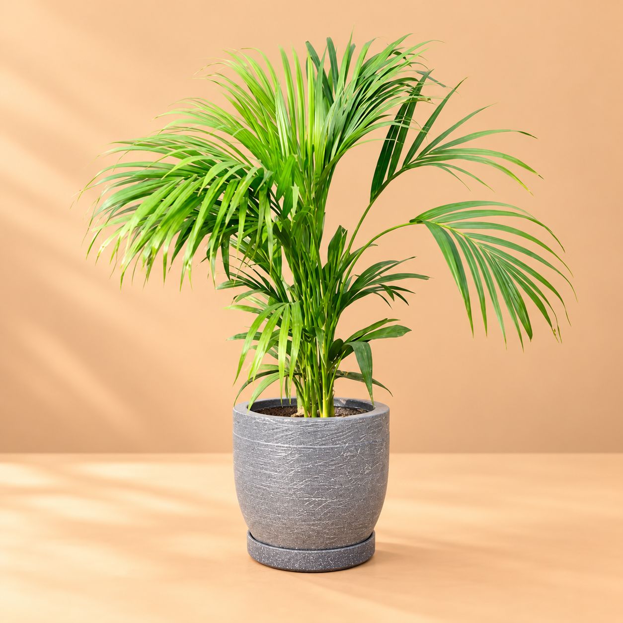 Areca Palm (~ 4 Ft) in 12 X 12 Inch Sandstone Premium Orbis Fiberglass Planter with tray- Durable large size decorative fiber pot for indoor outdoor plants with 5 year warranty