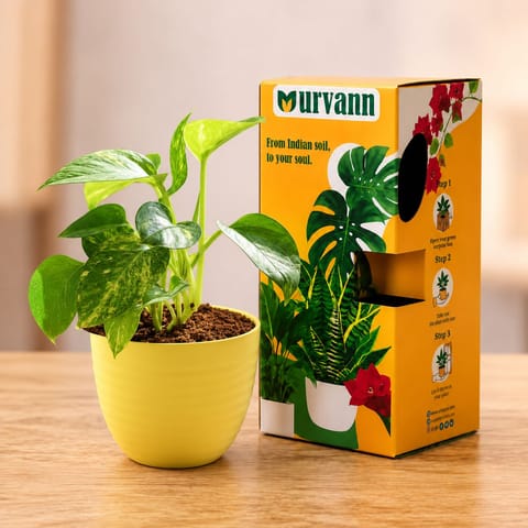 Money Plant Green in 5 Inch Bloom Yellow Avora Premium Plastic Planter with Urvann Gifting Box, Magnet & Care Card