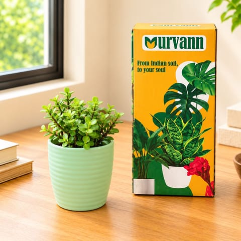 Jade Plant in 5 Inch Pastel Green Avora Premium Plastic Planter with Urvann Gifting Box, Magnet & Care Card