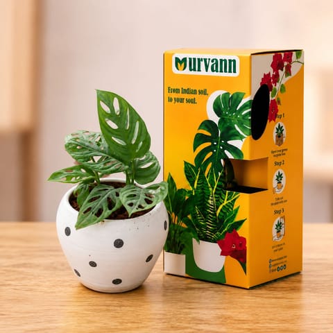 Monstera Broken Heart in 4 Inch White Classy Apple Ceramic Pot (Any Colour & Design with Urvann Gifting Box, Magnet & Care Card