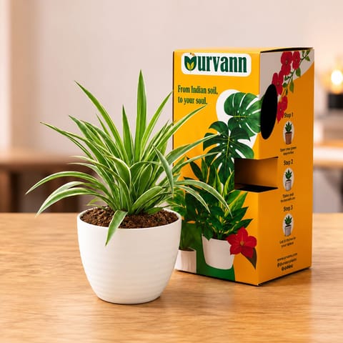 Spider Green in 5 Inch White Avora Premium Plastic Planter with Urvann Gifting Box, Magnet & Care Card