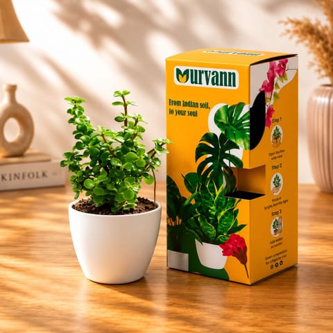 Jade Mini / Elephant Bush in 4 Inch White Classy Cup Ceramic Pot with Urvann Gifting Box, Magnet & Care Card