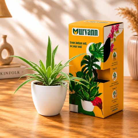 Spider Green in 4 Inch White Classy Cup Ceramic Pot with Urvann Gifting Box, Magnet & Care Card