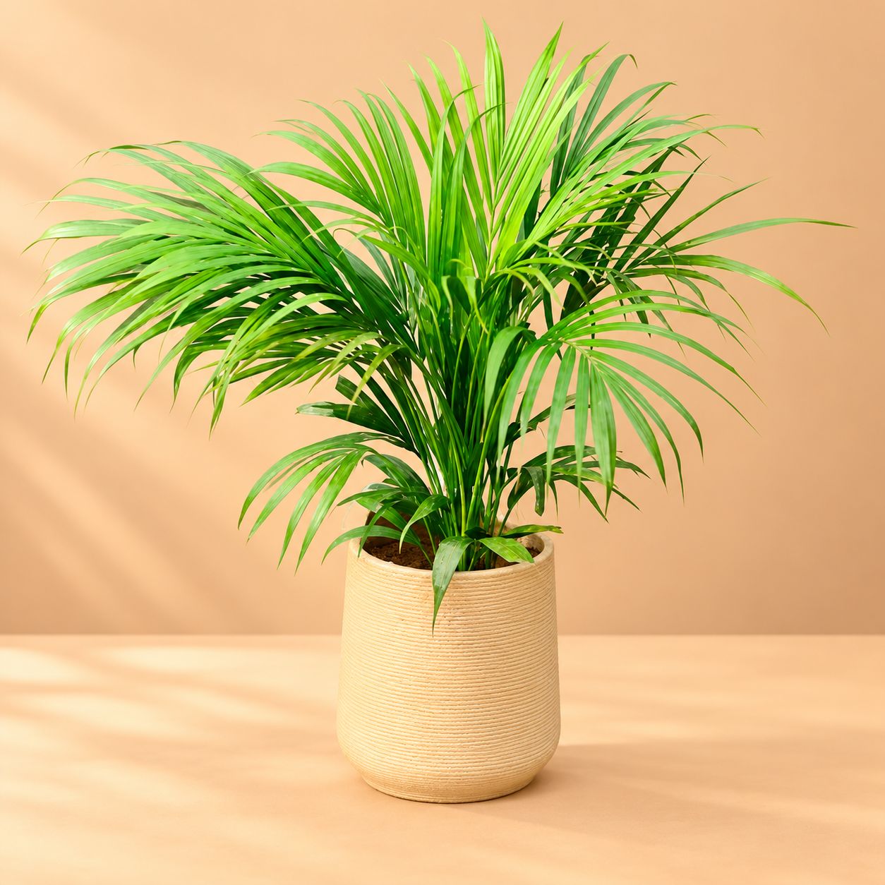 Areca Palm (~ 4 Ft) in 12 X 12 Inch Sandstone Premium Sierra Fiberglass Planter- Durable large size decorative fiber pot for indoor outdoor plants with 5 year warranty
