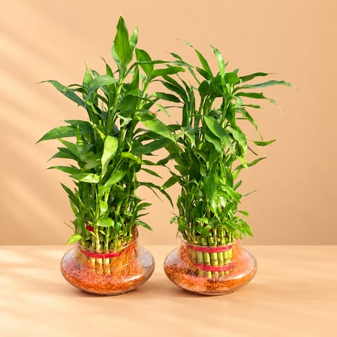 Set of 2 - 3 Layer Lucky Bamboo in Glass Pot