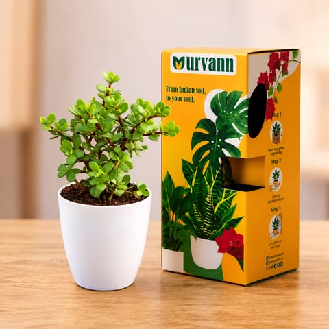 Jade Mini / Elephant Bush in 4 Inch White Premium Orchid Round Plastic Pot with Urvann Gifting Box, Magnet & Care Card