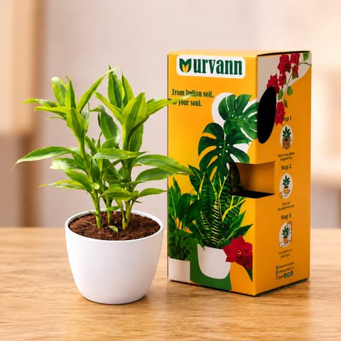 Lucky Bamboo Golden in 4 Inch White Premium Orchid Round Plastic Pot with Urvann Gifting Box, Magnet & Care Card