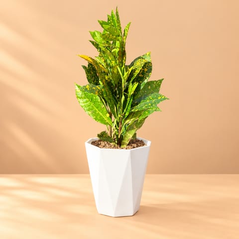 Baby Croton in 6 Inch Marble White Premium Diamanti Plastic Pot