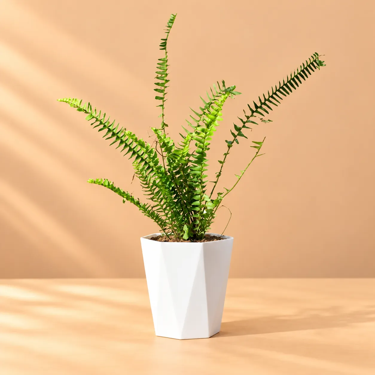 Fern Green in 6 Inch Marble White Diamanti Plastic Pot