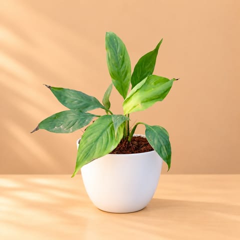Peace Lily in 6 Inch White Premium Orchid Round Plastic Pot