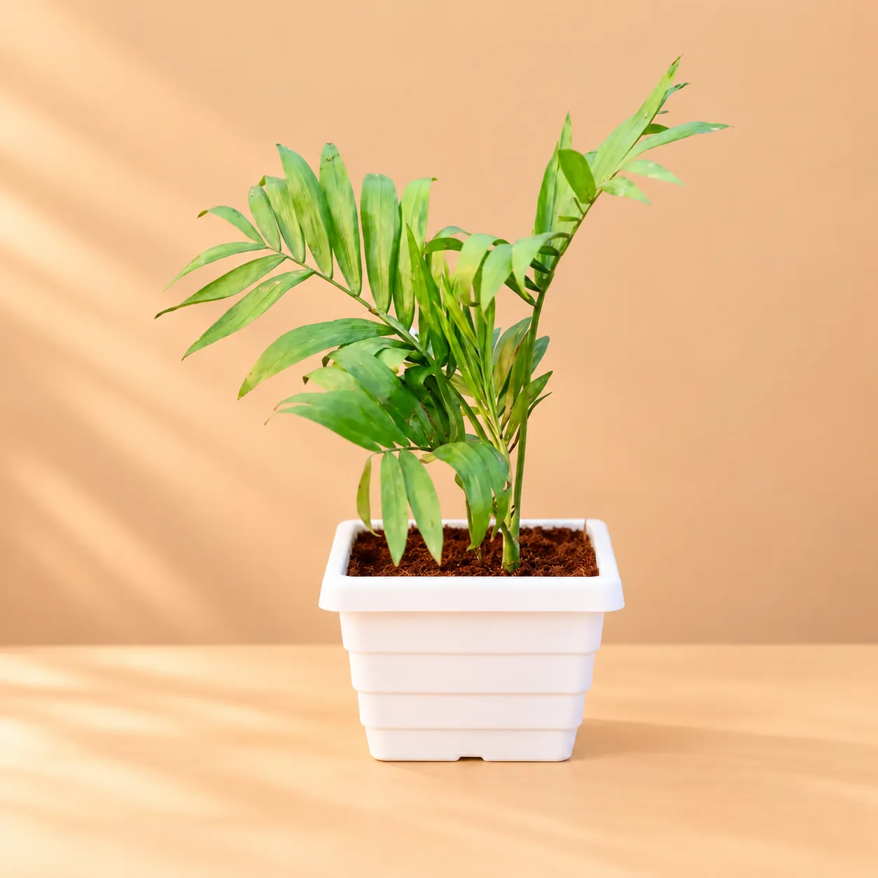 Chamaedorea Palm in 6 Inch White Marble Premium Orchid Square Plastic Pot
