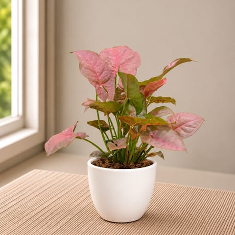 Ready to Gift - Syngonium Pink in 4 Inch Classy White Cup Ceramic Pot