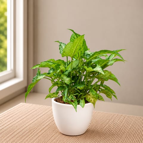 Ready to Gift - Syngonium Pixie Green in 4 Inch Classy White Cup Ceramic Pot